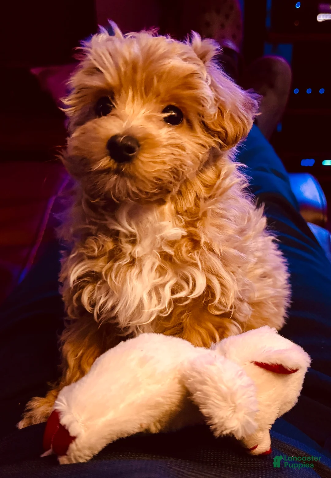 Gallery Image {{count}}