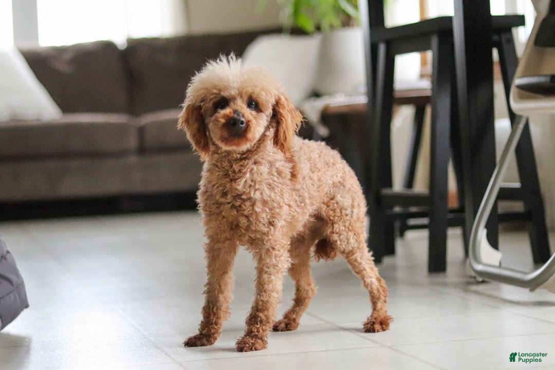 Maltipoo dogs for sale: Rosie - Ad 6