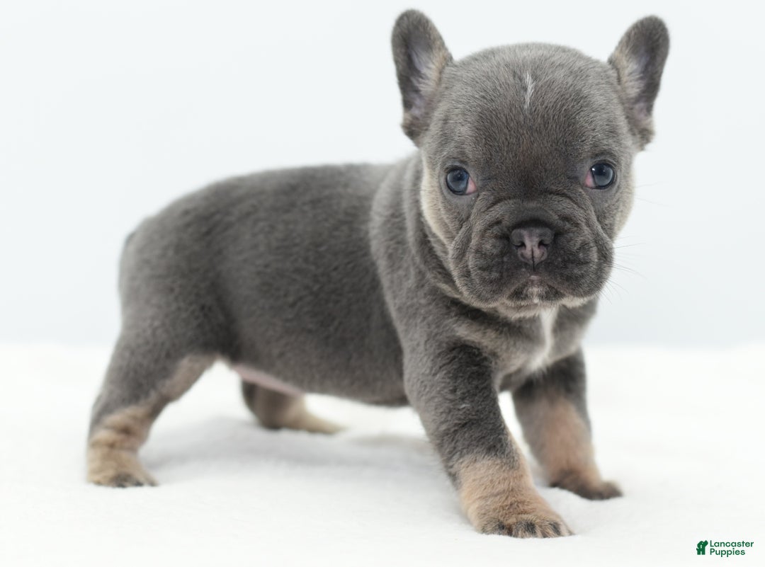 Mixed Breed dogs for sale: Queen lilac tricolor  - Ad 36