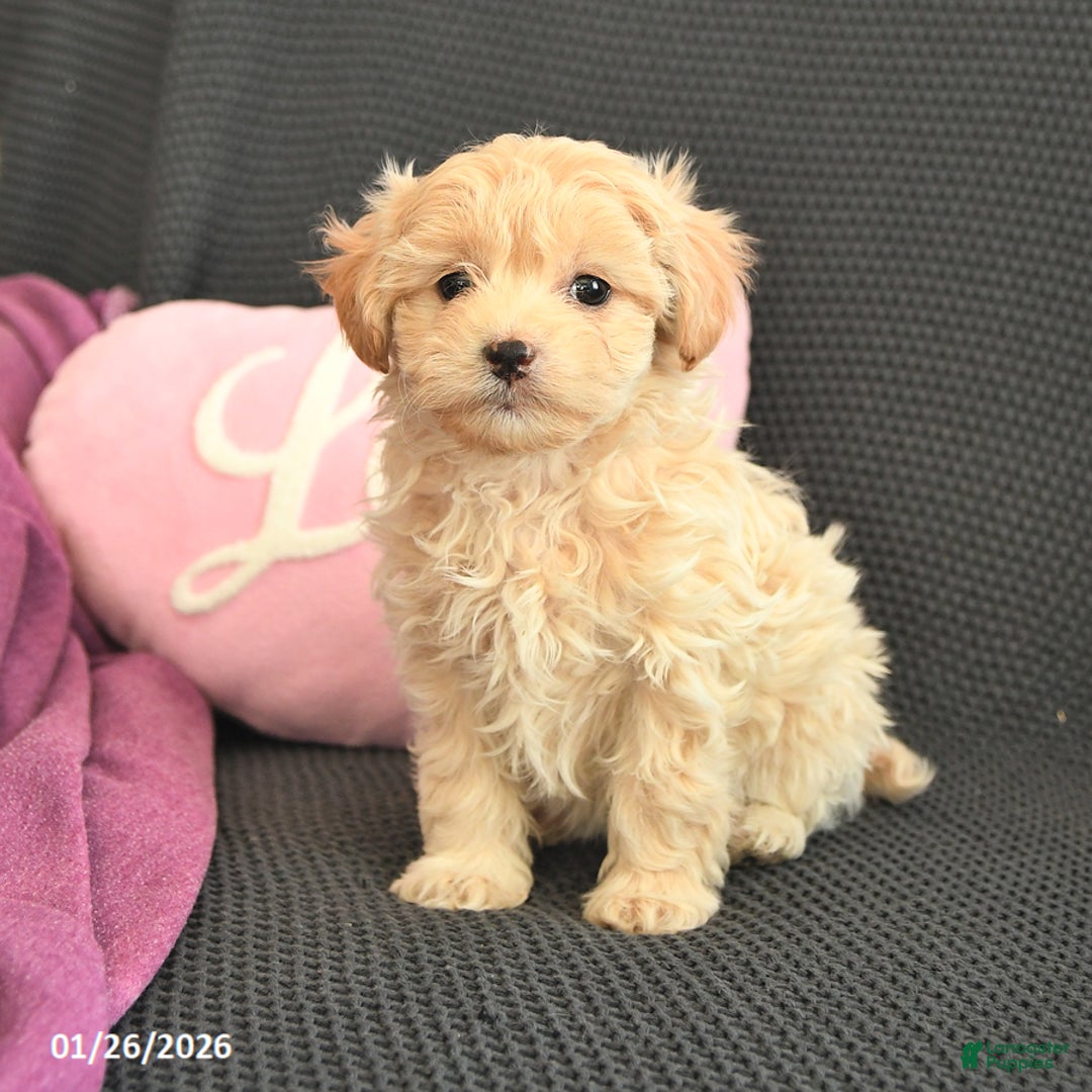 Mixed Breed dogs for sale: Jasper - Ad 2