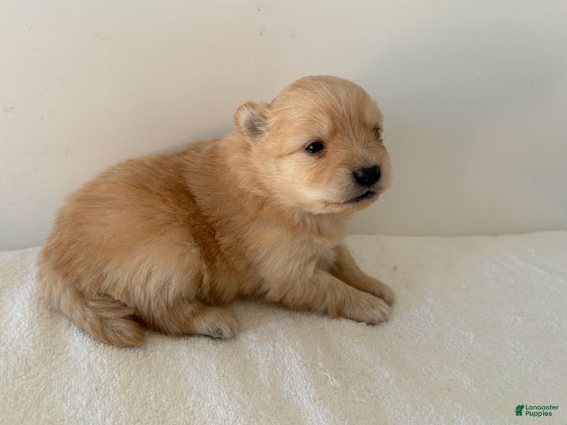 Pomeranian dogs Lettie - Ad 1