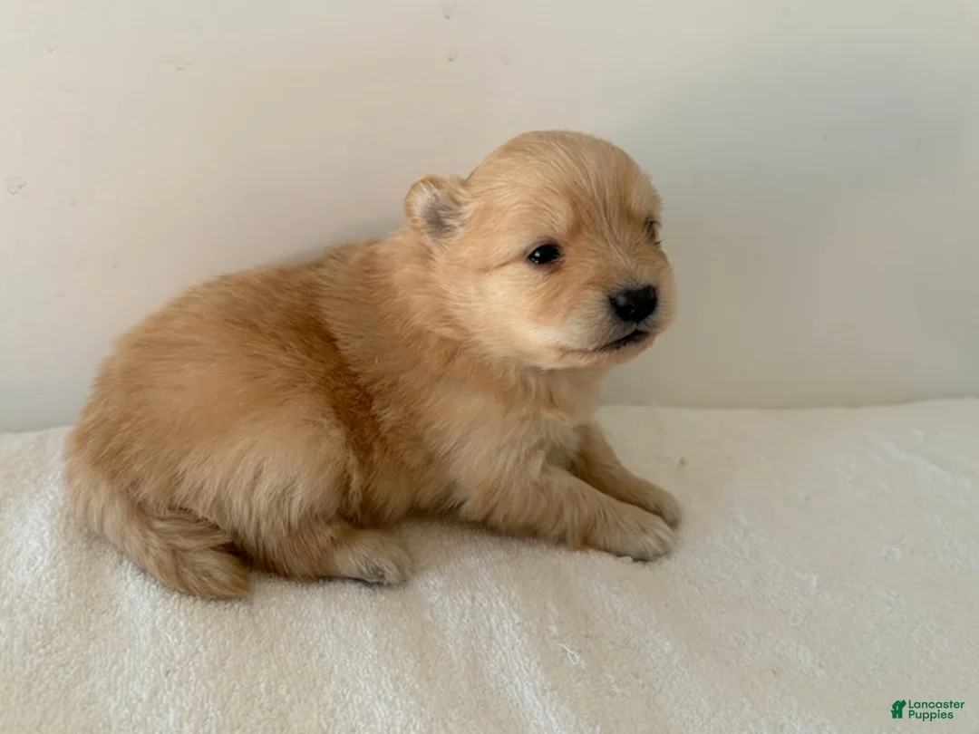 Pomeranian dogs for sale: Lettie - Ad 1