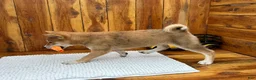 Shiba Inu dogs for sale: Shiba Inu Puppy 4 - Ad 5
