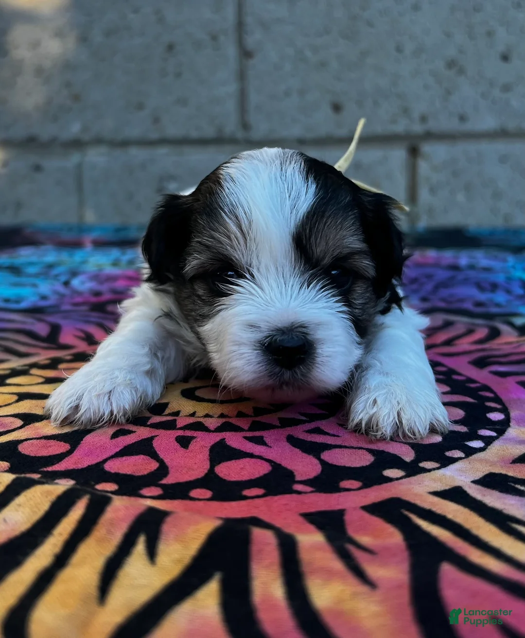 Yorkiepoo dogs for sale: Charlie  - Ad 2