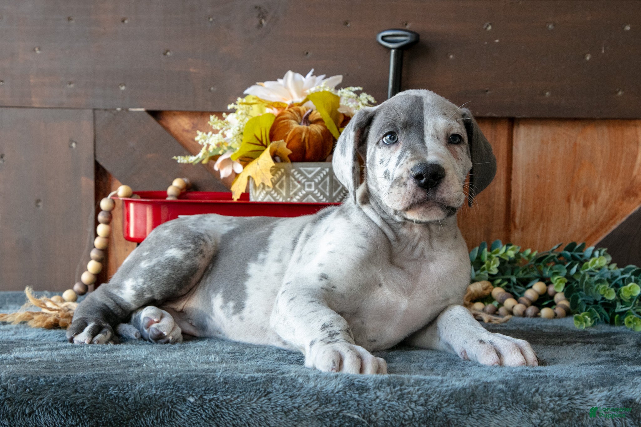 Great Dane dogs for sale: Blitz - Ad 2