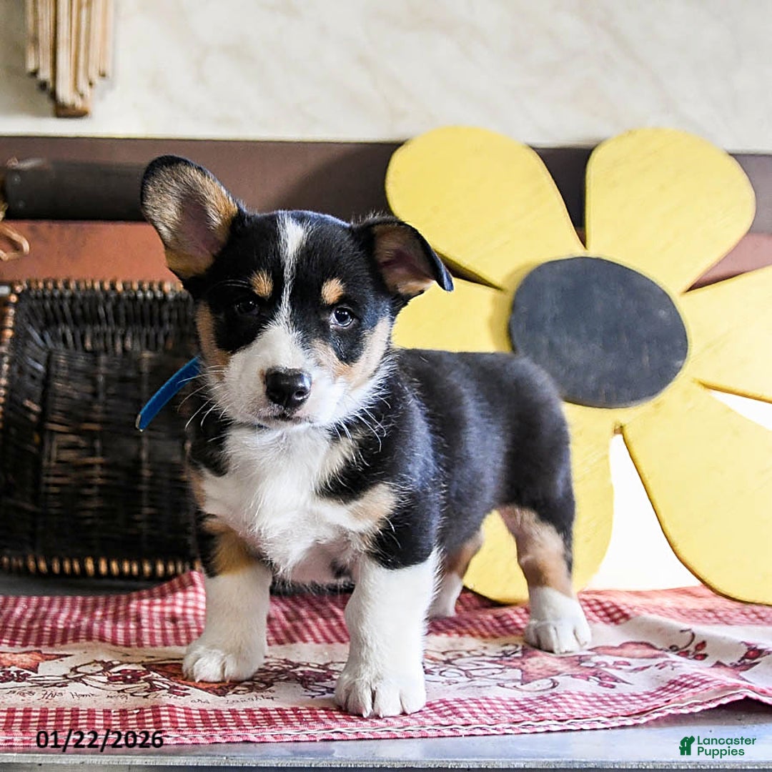 Welsh Corgi Pembroke dogs for sale: Domino - Ad 1