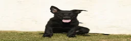 German Shepherd dogs for sale: Ford German Shepherd  - Ad 3