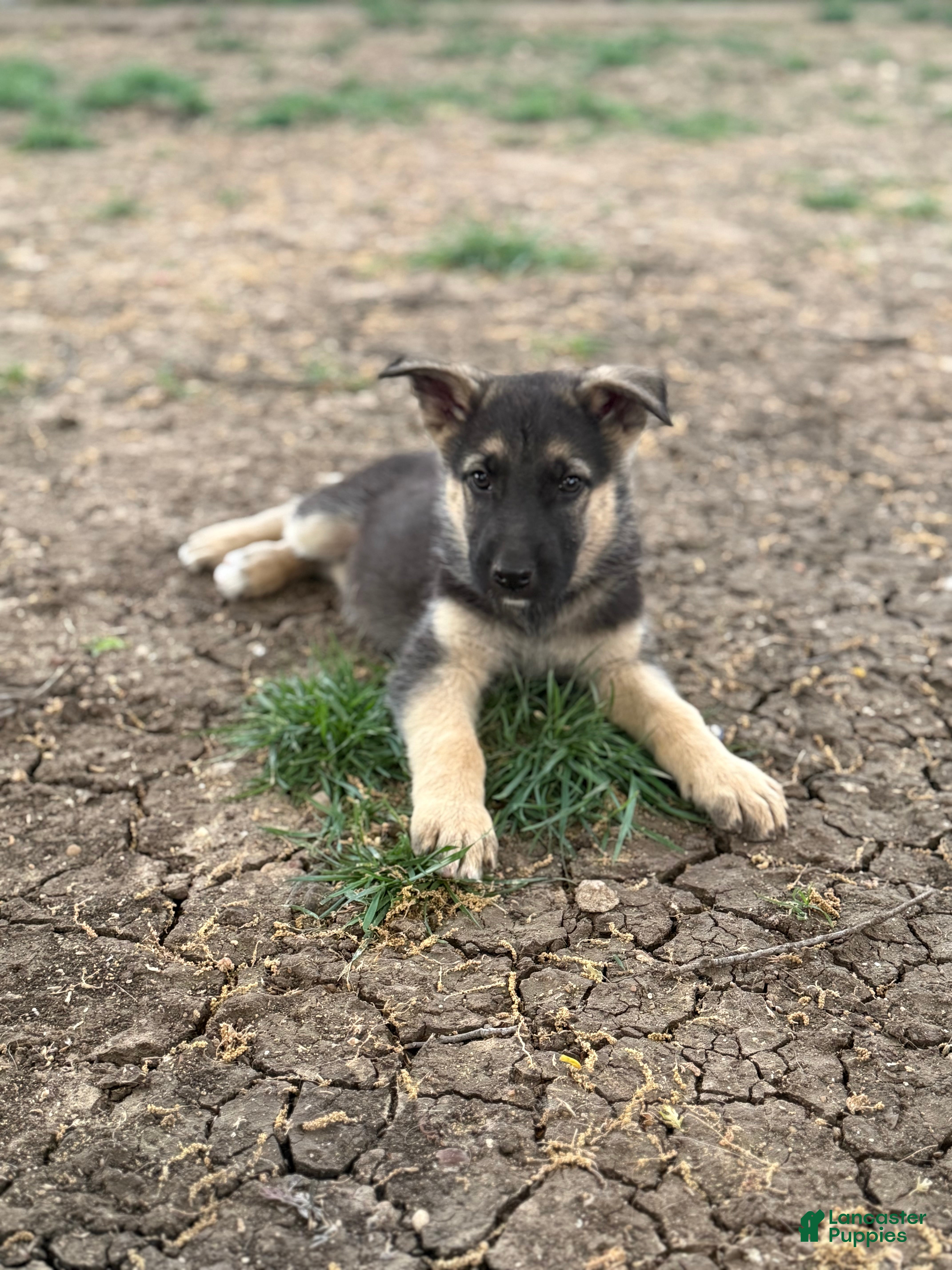 German Shepherd dogs Red - Ad 19