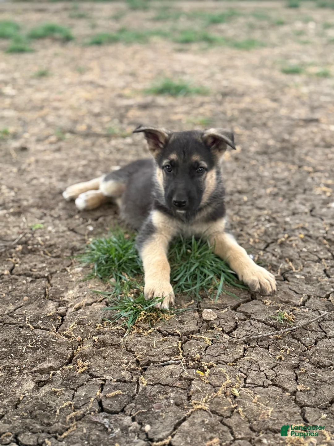 German Shepherd dogs for sale: Red - Ad 1