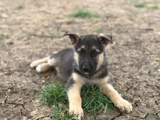 German Shepherd dogs Red - Ad 19