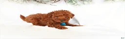 Miniature Poodle dogs for sale: Duke - Ad 3