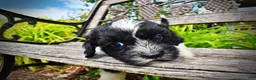 Havapoo dogs for sale: Scout - Ad 7