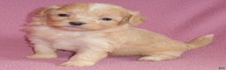 Shihpoo dogs for sale: Peaches - Ad 4