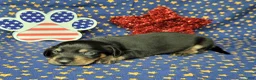 Miniature Dachshund dogs for sale: AKC Levi - Ad 2