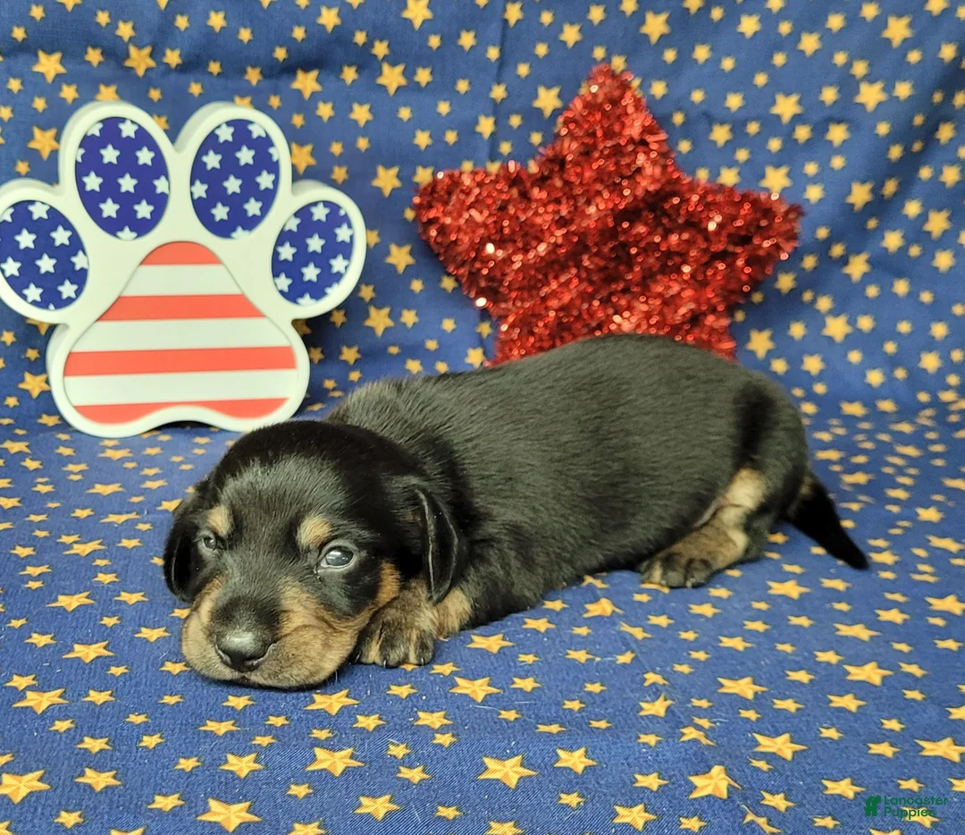 Miniature Dachshund dogs for sale: AKC Levi - Ad 2