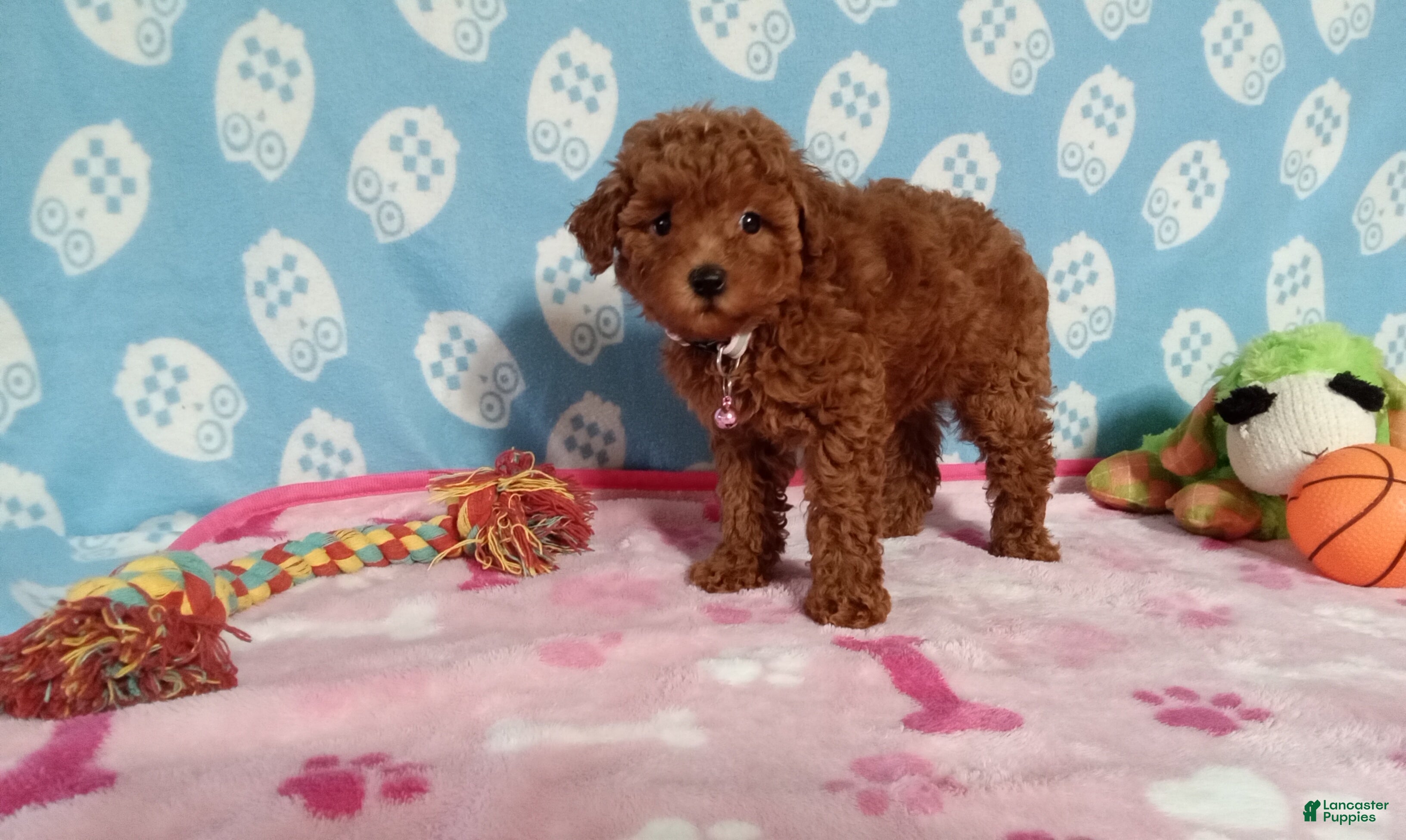 Toy Poodle dogs Honey  - Ad 2