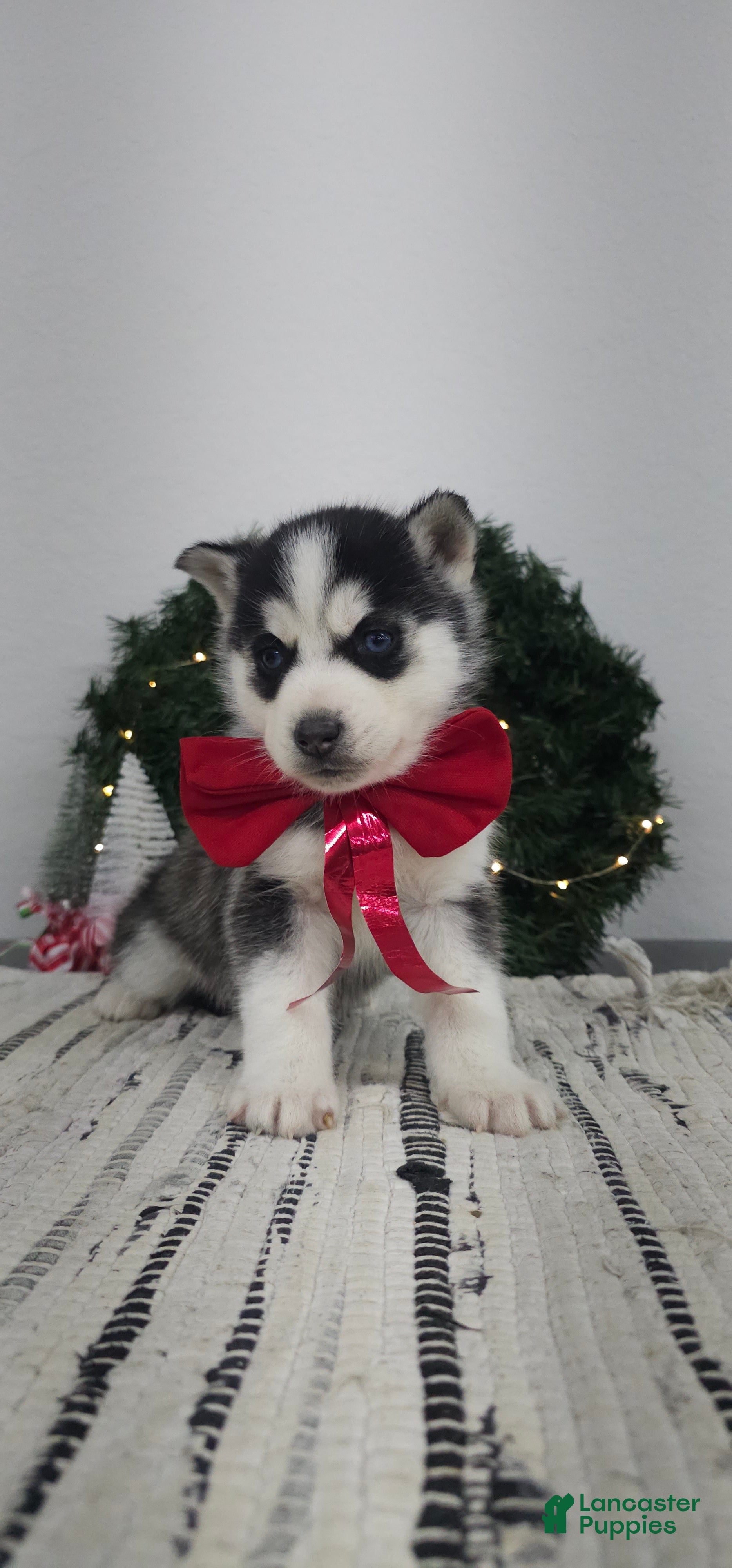 Siberian Husky dogs Albus - Ad 9