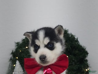 Siberian Husky dogs Albus - Ad 9