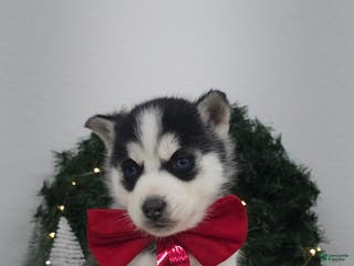 Siberian Husky dogs Albus - Ad 33