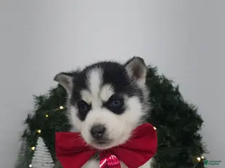 Siberian Husky dogs Albus - Ad 13