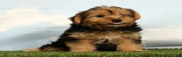 Yorkshire Terrier dogs for sale: Liam - Ad 5