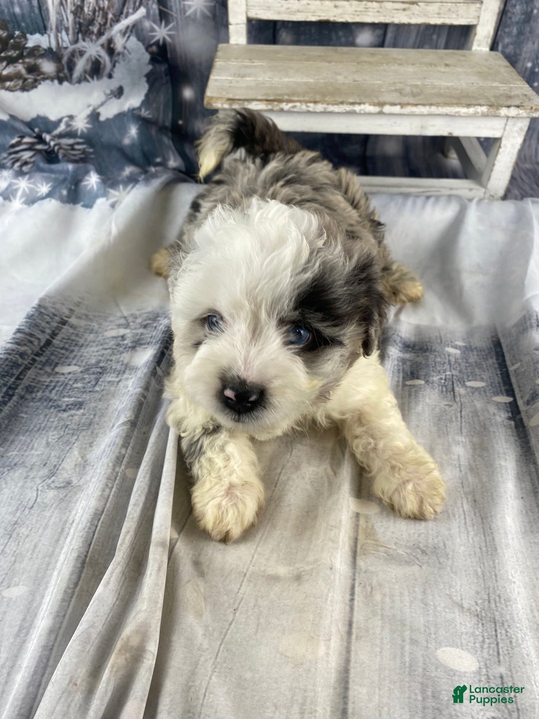 Mini Aussiedoodle dogs for sale: Iris - Ad 13