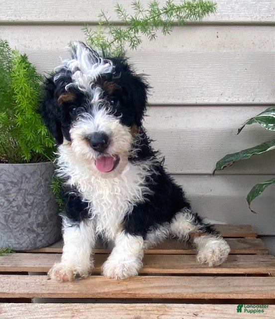 Mini Bernedoodle dogs Benji- mini/ medium - Ad 1