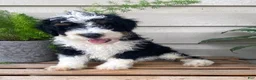 Mini Bernedoodle dogs for sale: Benji- mini/ medium - Ad 1