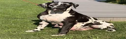 Great Dane dogs for sale: Larson  - Ad 3