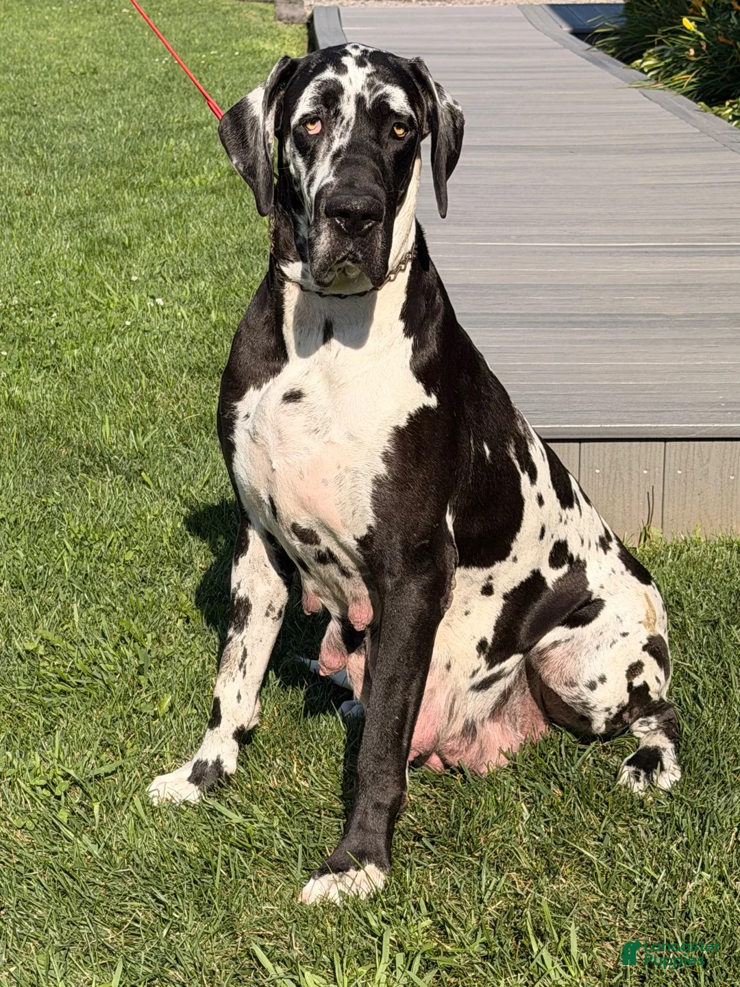 Great Dane dogs for sale: Larson  - Ad 3