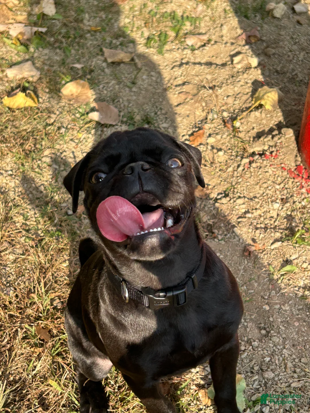 Pug dogs for sale: Louie - Ad 9