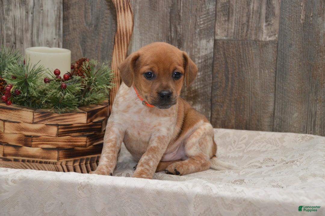 Jug dogs for sale: Avery - Ad 2