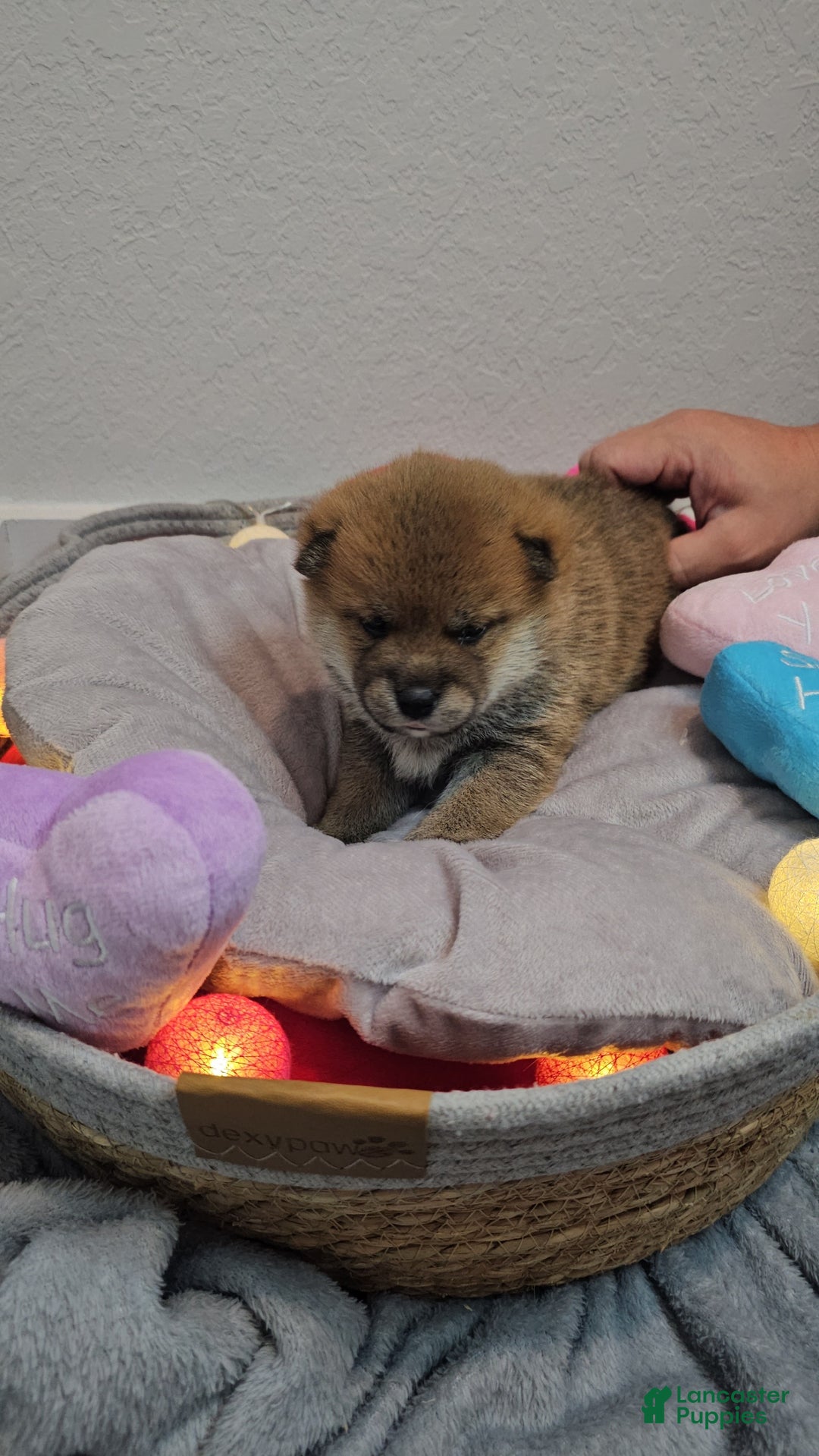 Shiba Inu dogs for sale: Kaito - Ad 6