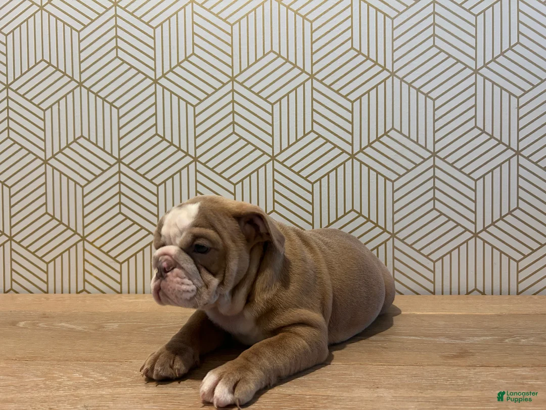 English Bulldog dogs for sale: Poppy - Ad 4