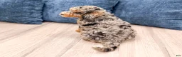 Mixed Breed dogs for sale: Nutmeg - Ad 5