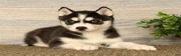 Siberian Husky dogs for sale: Oreo - Ad 3