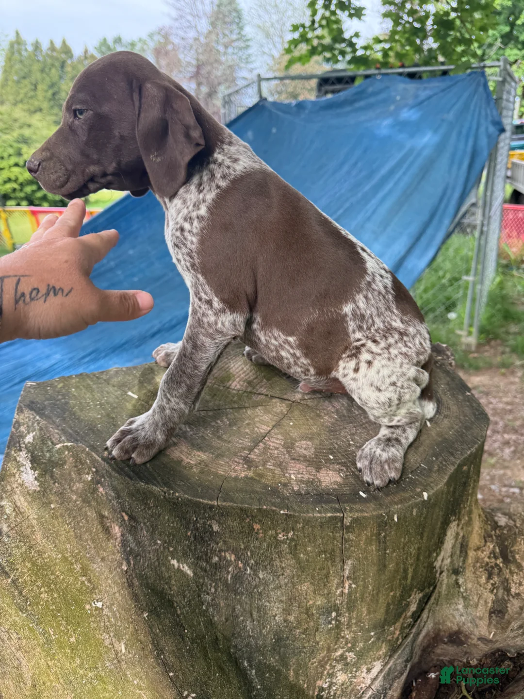 German Shorthaired Pointer dogs for sale: Gary - Ad 3