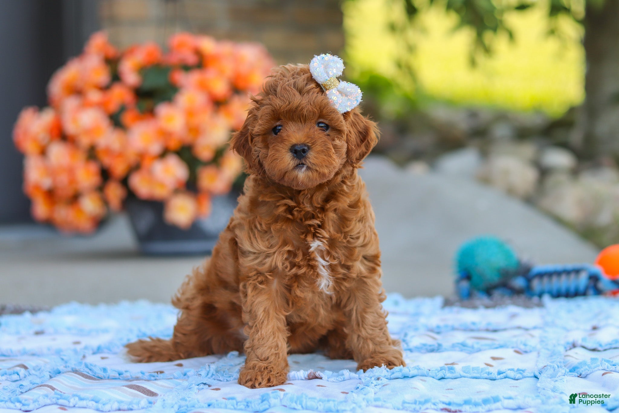 Cavapoo dogs Fiona - Ad 2