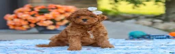 Cavapoo dogs for sale: Fiona - Ad 2