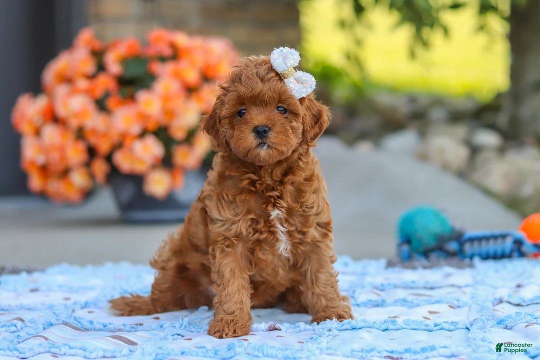 Cavapoo dogs for sale: Fiona - Ad 2