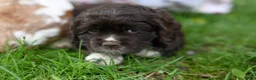 Cocker Spaniel dogs for sale: Abby (AKC reg) - Ad 5