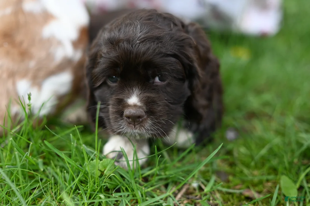 Cocker Spaniel dogs for sale: Abby (AKC reg) - Ad 5
