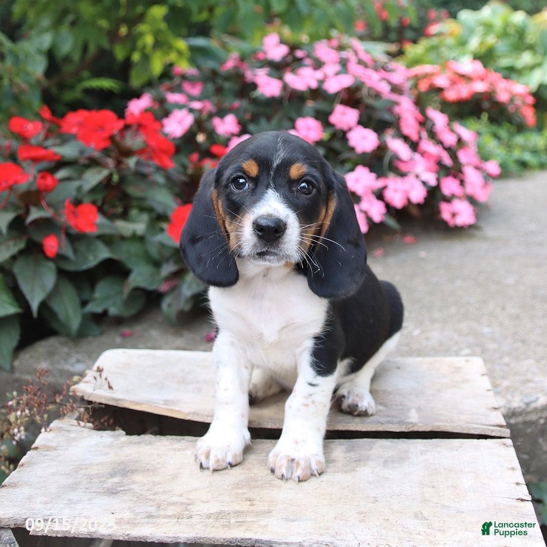 Bagel Dog Breed Beagle And Basset Hound Mix Puppies Dog Breed