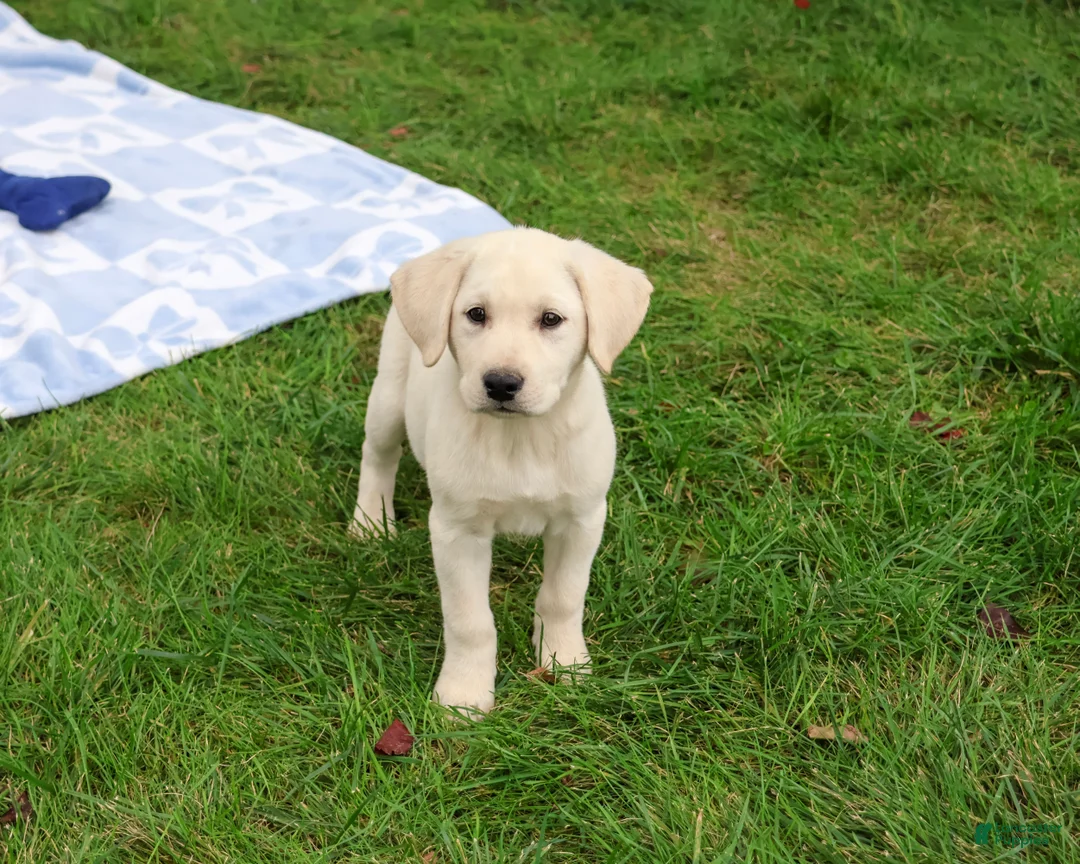 Labrador Retriever dogs for sale: Roger - Ad 2