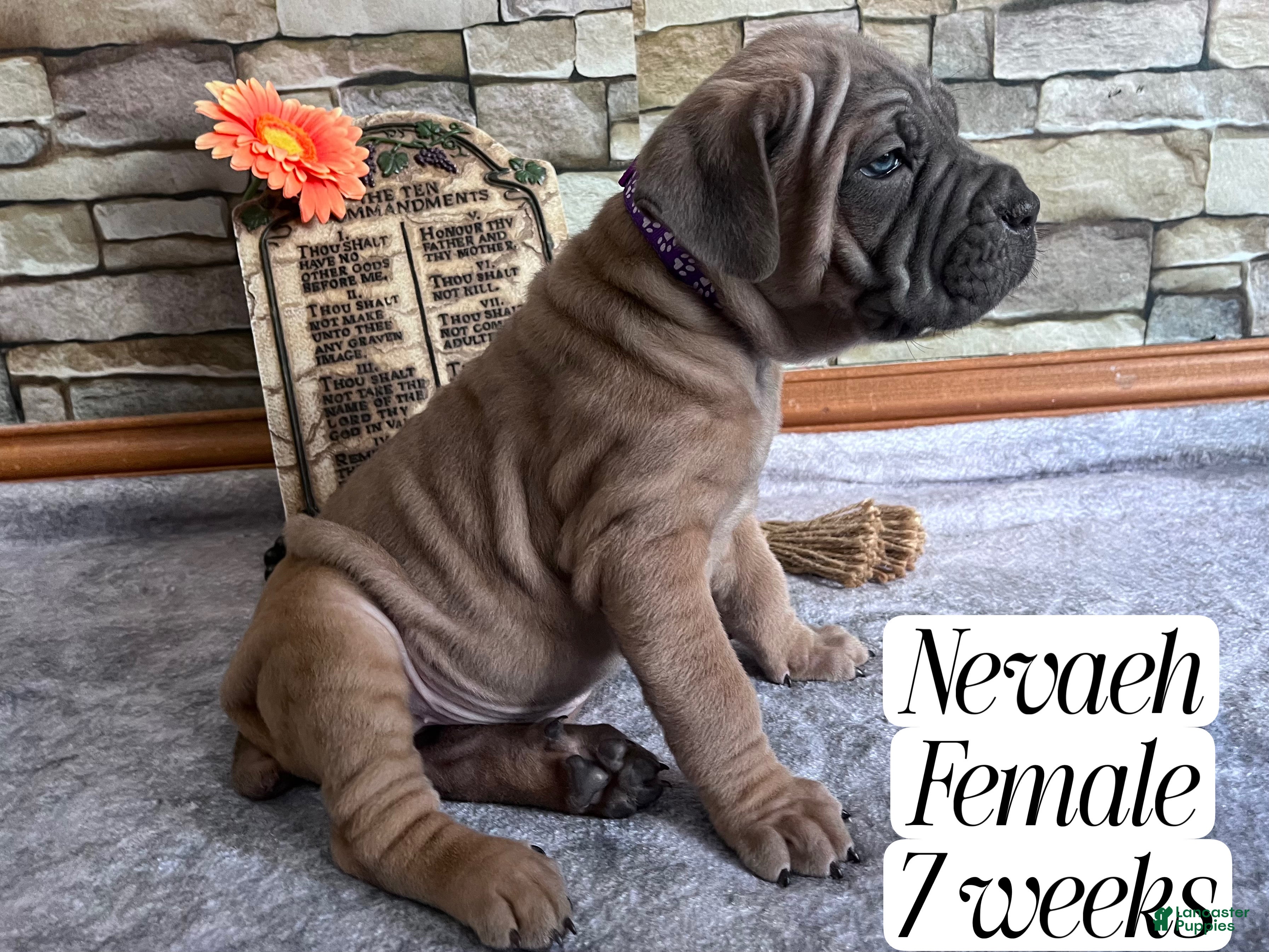 Cane Corso dogs Nevaeh - Ad 1