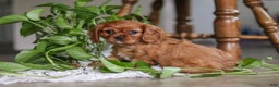 Cavalier King Charles Spaniel dogs for sale: Cleo - Ad 4