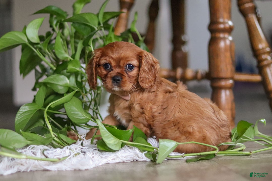 Cavalier King Charles Spaniel dogs for sale: Cleo - Ad 4