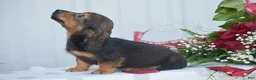 Miniature Dachshund dogs for sale: Austin - Ad 4