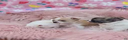 Chihuahua dogs for sale: Chihuahua 3 - Ad 40
