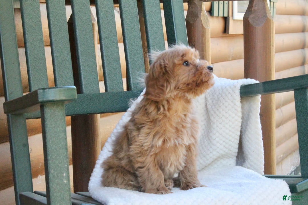 Mini Goldendoodle dogs for sale: Teddy - Ad 3